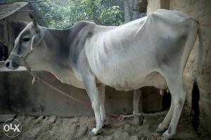 White deshi breed Cow in Milking period of 8mnth & 5 months