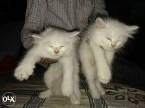 White parshion cat for sale par cat  urgent