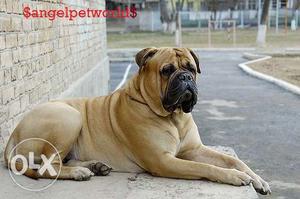 $angelpetworld$Only top quality mastiff breeding French and