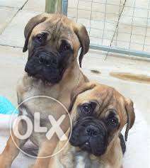 $angelpetworld$bull mastiff puppy availeble for sell