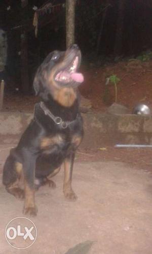 . male rott with peppar and chip. Exge with lab puppy