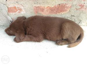 o2o1o5,Chocolate lab male puppies with blue eyes