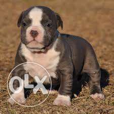 =pet kennel=Healthy and activ heavy face pit bull pup