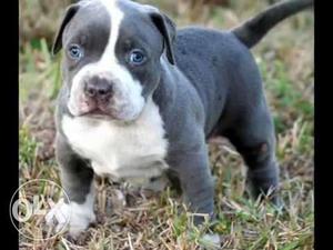 =pet kennel=White American Pit Bull Terrier Puppy