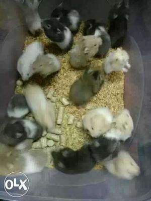 Hamster for sale each 250 hand trained