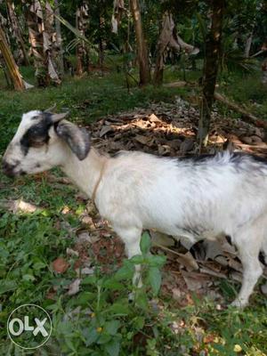 1.5 year old naadan female goat