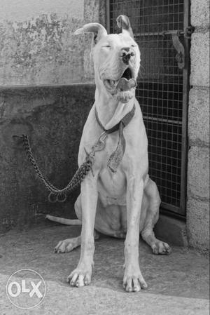 1.6 years female great dane for sale