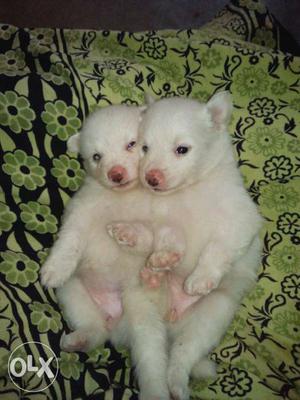 1single White Indian Spitz Puppies