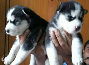 2 Black And White Siberian Husky Puppies