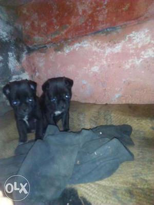2 Black Coated Puppies