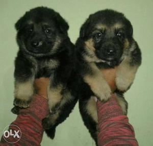 2 German Sherpherd Puppies