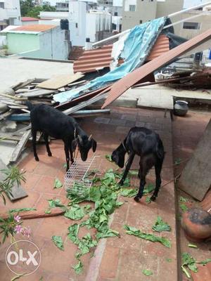 2 Goats In Puducherry