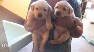 2 Pieces Puppies