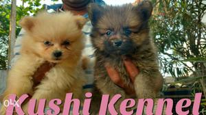 2 Pomeranian Puppies