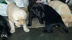 2 Yellow And 2 Black Labrador Retriever Puppies
