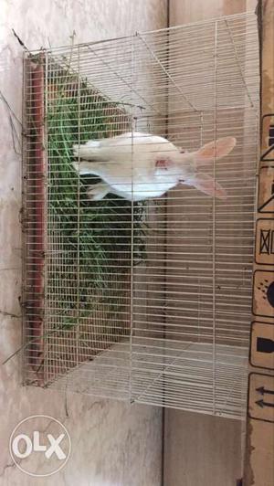 2 healthy rabbits with cage for sale