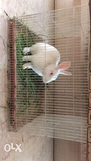 2 healthy white rabbits for sale