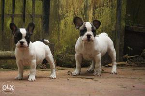 2 month old French Bulldog puppies available at Shadow