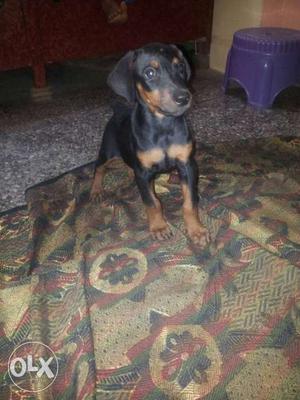 2 month old female Doberman.exchange with