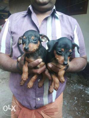 2 month old min pin puppies available at Shadow Kennels