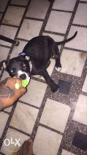 2 months male pitbul puppy (blackwhight combo and