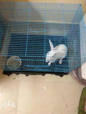 2 months old big cage with healthy rabbit