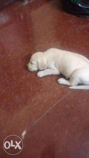 2 months old lab puppy for sale, original breed