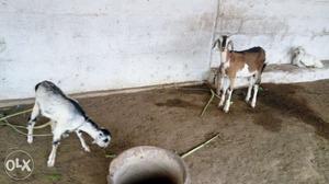 3 female goats for sale..