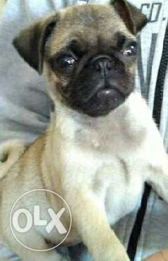 3 months old male pug puppy for sale