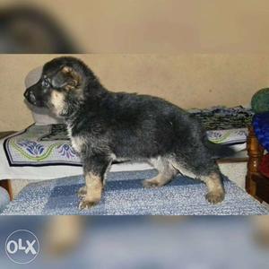 30 days old healthy and active gsd female puppys