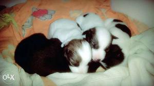 4 Short Coat Puppies