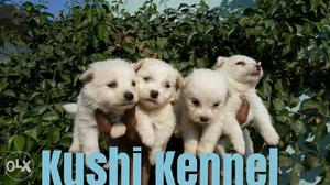 4 White Long Coated Puppies