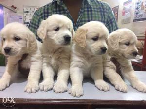 40 days Golden retriever female puppies