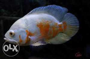 4type Oscar Fish