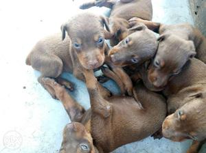 5 Brown Doberman Puppies