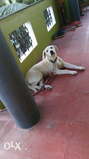 5 months old Labrador puppy for sell