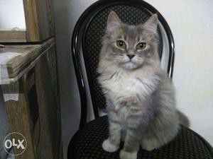 5 months old Siberian cats mail or female for sell