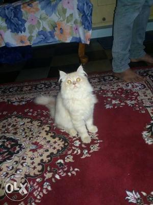 5 months old male persian kitten brown & white