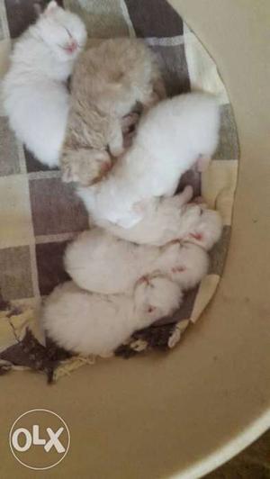 6 Kittens In Mangaluru