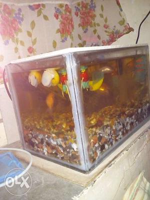 6 gold fish with 2snail heater,filter,oxygen, and stones