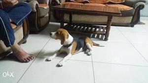 8 month and 18 days beagle preety femail