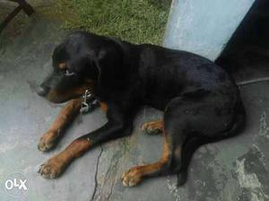 9mont old male sell rott