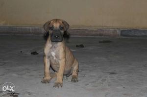 Active greatdane puppies available for sale