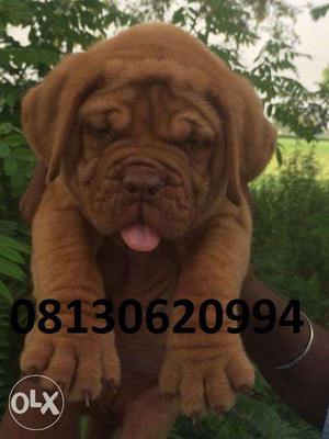Active kennel:-CHAMPION line french mastiff puppies in for
