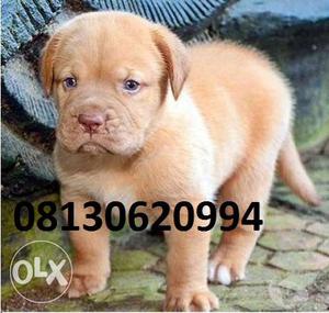 Active kennel:- French mastiff male puppies best good