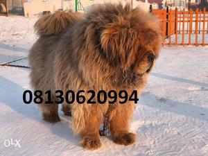 Active kennel:-full & healthy Tibetan mastiff puppies pure