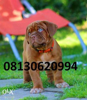 Active kennel:-quality French mastiff male puppies so