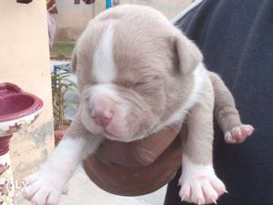 American Bully dog available
