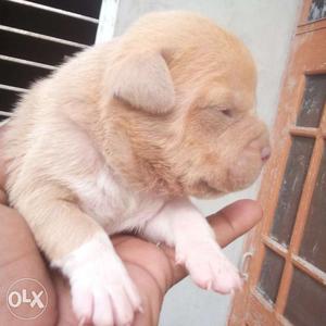 American Bully puppy available