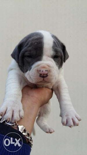 American Pitbull Pup sale Healthy, Male price
